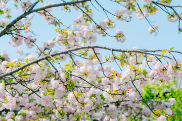 足立区農業公園の美しい桜