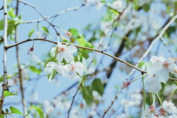 足立区農業公園の美しい桜