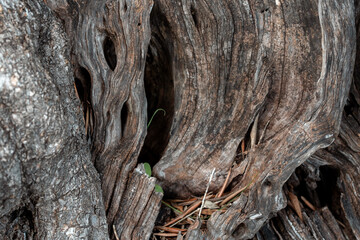 Fototapeta premium Close-up of the texture of ancient wood with a black hole. Olive tree bark.
