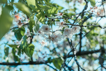 足立区農業公園の美しい桜