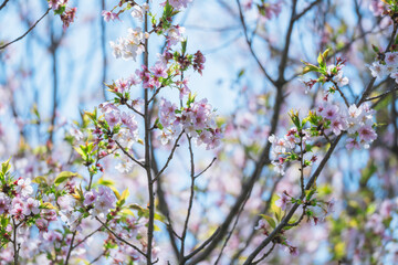 足立区農業公園の美しい桜