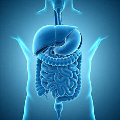 human heart anatomy. 3d rendered illustration of a human body. Human digestive system. Digestive anatomy