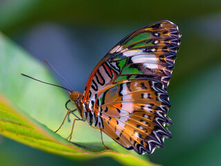 Close-up of a butterfly