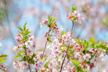 足立区農業公園の美しい桜