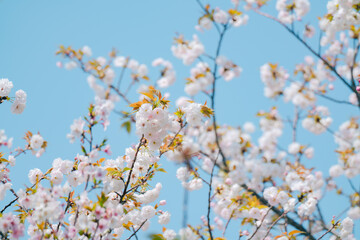 足立区農業公園の美しい桜