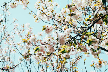 足立区農業公園の美しい桜