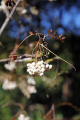 Closeup of a bunch of sunlit white Shrubby Rowan berries, Suffolk England
