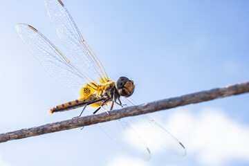 Close up dragonfly