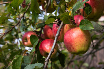 Obraz premium Autumn harvest of apples in an English garden