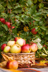 Autumn harvest of apples in an English garden
