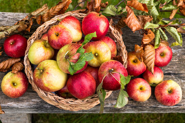 Autumn harvest of apples in an English garden