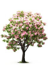 A stunning pink cherry tree in full bloom isolated on a white background