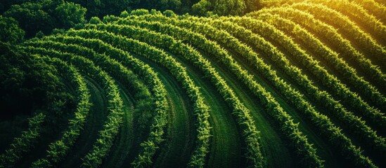 Fototapeta premium Aerial view of a vineyard with rows of grape vines, a lush green landscape under the golden sunlight.