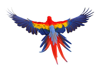 Beautiful feathers on the back of Scarlet Macaw parrot isolated on transparent background png file © Passakorn