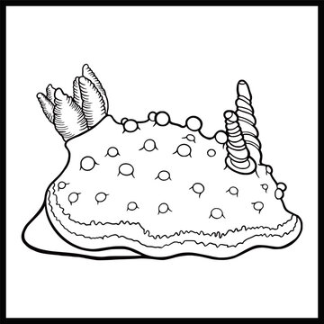 Illustration of Nudies (sea slug) on white background