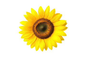 Fototapeta premium Yellow sunflower center, petals bright. 