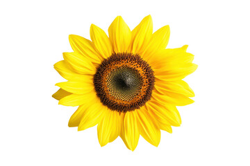 Fototapeta premium Yellow sunflower center, petals bright. 