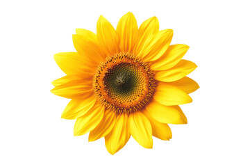 Fototapeta premium Yellow sunflower center, petals bright. 