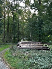 path in the woods