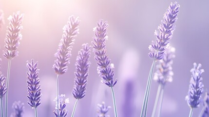 Obraz premium Lavender Flowers in Soft Light