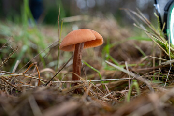 Herbstliche Pilze