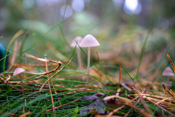 Herbstliche Pilze