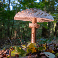 Parasol