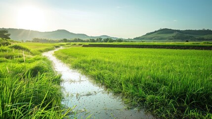 Fototapeta premium A Stream Through Lush Green Rice Paddies in a Mountainous Landscape