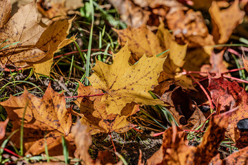 Maple leaf in autumn in the evening sun.