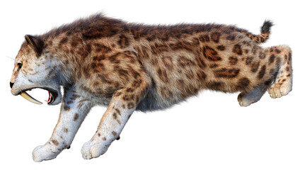 Fototapeta premium 3D Rendering Saber Toothed Tiger on White
