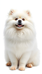 Obraz premium Samoyed sits elegantly, showing its thick, snowy white fur and friendly winks against white studio background. Concept of animal life, pet lovers, veterinary, canine food. Ad isolated with white hig