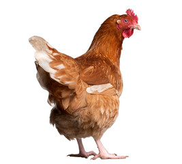 beautiful laying hen, handsome, newest hen, viral hen, half body, purebred hen