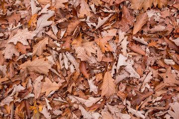 texture background of dry leaves fallen on the ground