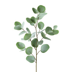 Obraz premium Eucalyptus Branch with Green Leaves Isolated on Black