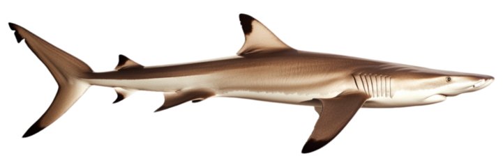Blacktip Reef Shark  Close up Profile  Marine Animal  Ocean Life