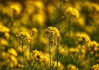 field of yellow flowers