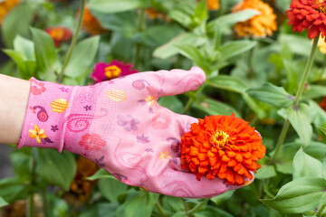 growing zinnia flowers in a summer garden. hand in gardening glove holding zinnia flower. growing...