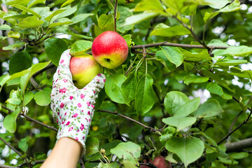 a man wearing gardening gloves picks an apple from a tree.  a gloved hand picks an apple from a...