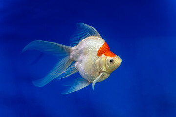 Red head and white body tamasaba Goldfish called Tancho with blue background