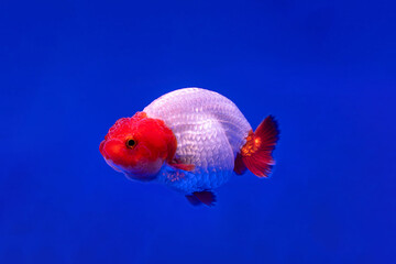 Tancho lion head Goldfish swimming with blue background
