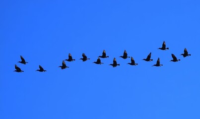 Fototapeta premium Birds in formation fly across blue sky.