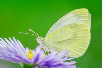 Green-veined white butterfly - detailed macro view.