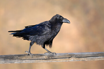 Kolkrabe (Corvus corax) in Seitenansicht läuft auf einem Geländer aus Holz - Fuerteventura, Kanarische Inseln
