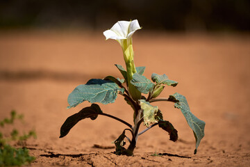 Pflanze mit Blüte wächst in vertrockneter brauner Erde - Stechapfel (Datura) in Fuerteventura,...
