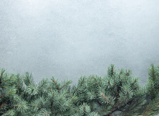 Obraz premium Green tree branches. Christmas natural background