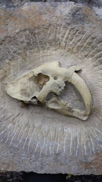 excavations of ancient animals archeology vertical video