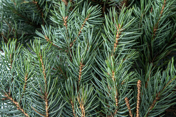 Green tree branches. Christmas natural background