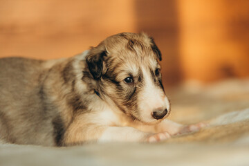 Portrait of lovely and cute russian borzoi dog puppy lying on the bed at sunset