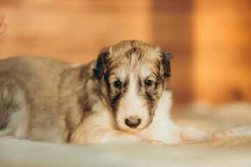 Portrait of lovely and cute russian borzoi dog puppy lying on the bed at sunset