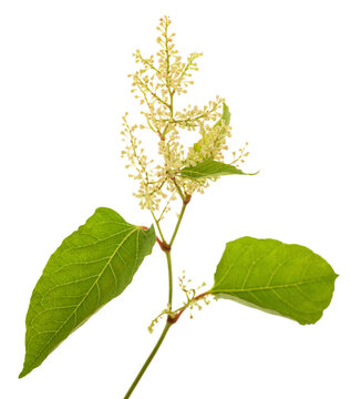 Knotweed branch with flowers